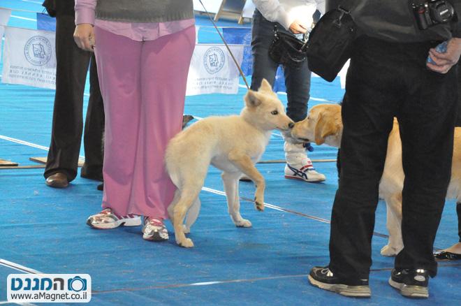 תמונה גדולה